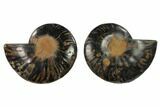 Split Black/Orange Ammonite Pair - Unusual Coloration #132251-1